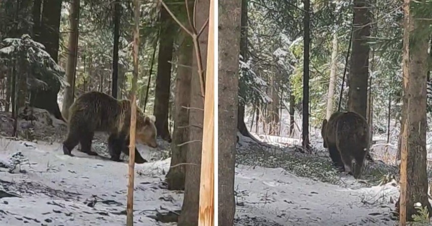 Podhale. Niedźwiedź spaceruje w rejonie domów. "Przeszedł przez podwórko i wszedł do lasu" [FILM]