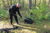 Fala dzików w Toruniu. Na ul. Towarowej interweniował eko patrol [ZDJĘCIA]