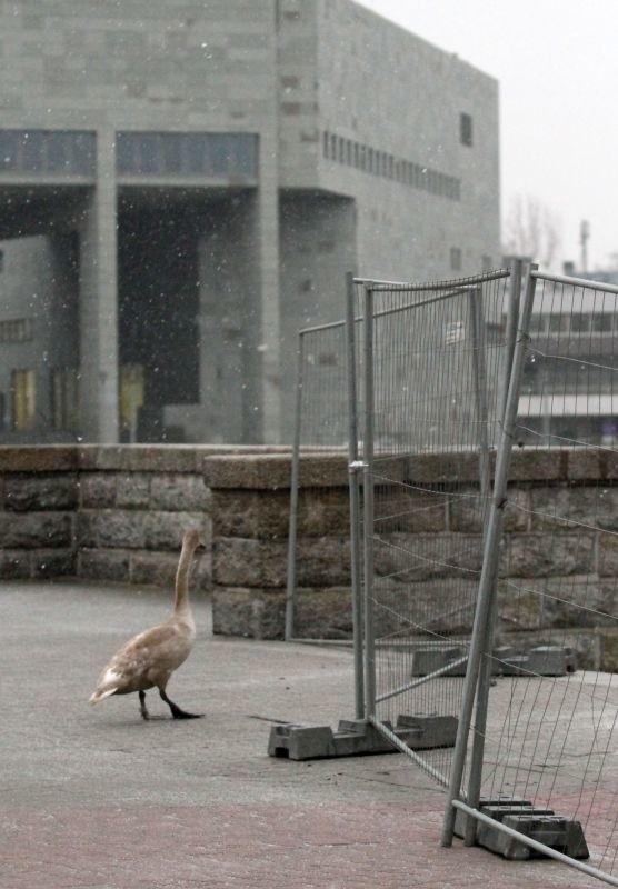 Zagubiony łabędź na moście Pokoju. Nie mógł się przedostać na bulwar Kaczyńskich (ZDJĘCIA)