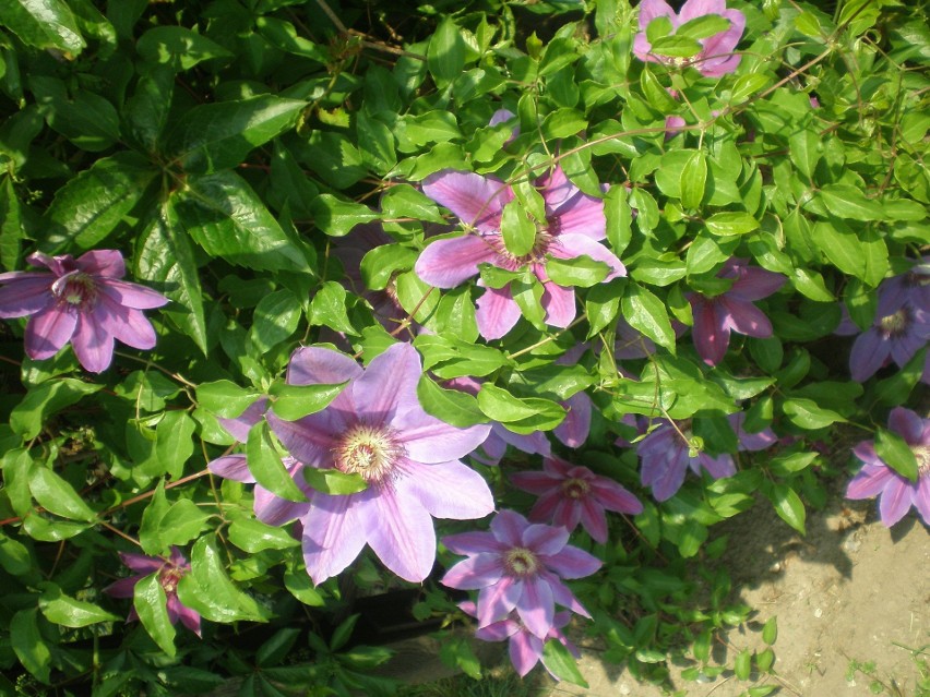 Powojnik (Clematis)...