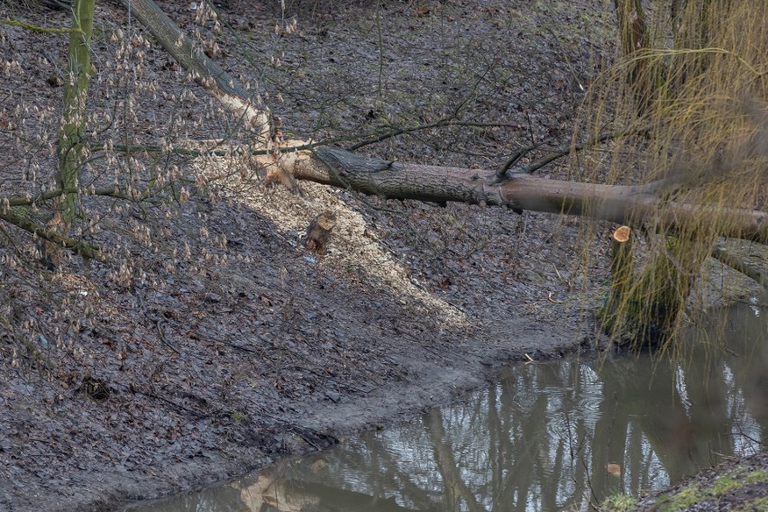 Bobry w Krakowie. "Rzeźbią" w drzewach tuż obok ruchliwej ulicy i wielkiej inwestycji