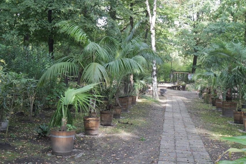 Miejski Ogród Botaniczny w Zabrzu zostanie rozbudowany.