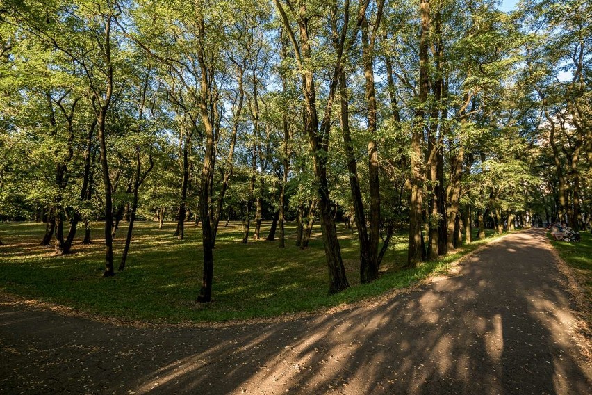 Przy Dolnej Wildzie powstaje Zieleniec Dębiec, w Lasku...