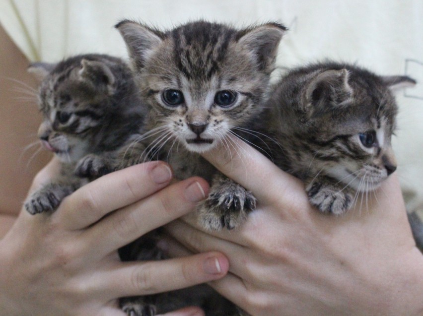 Te trzy kotki uratował pracownik MPO w ostatniej chwili...