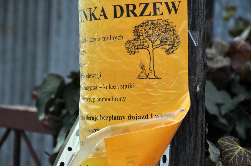 Wycinka drzew trwa w całej Polsce od początku roku