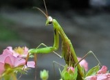 Plaga modliszek na Dolnym Śląsku! Przysiadają na balkonach i wchodzą do domów. Jest się czego bać?