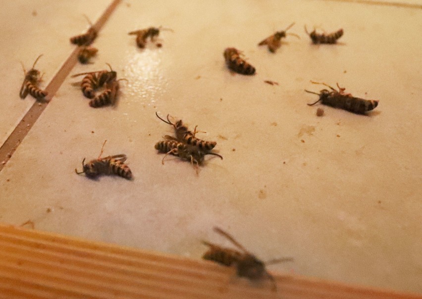 Gmina Przytyk. Rodzina Tokarskich walczy z plagą os. Setki owadów zajęły piętro domu jednorodzinnego. Co na to gmina?