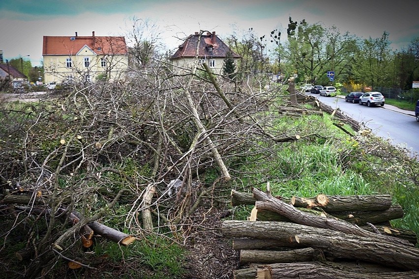 Dziesiątki drzew wycięte na Karłowicach. Mogą tam powstać mieszkania