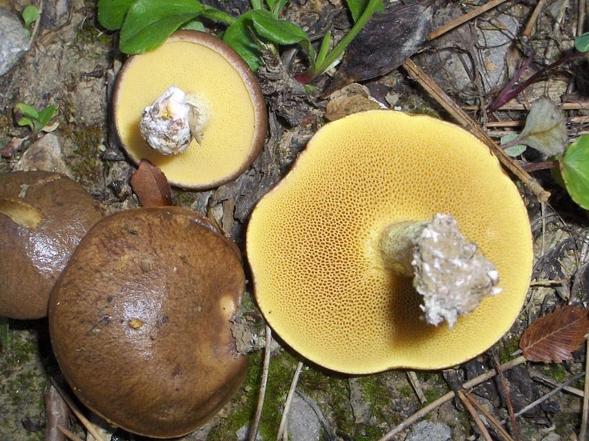 Maślak rdzawobrązowy (Suillus collinitus) - jadalny...