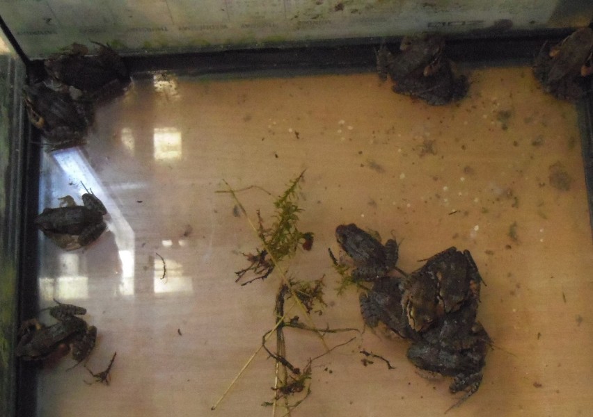 W poznańskim zoo rozmnożyły się żaby giganty!