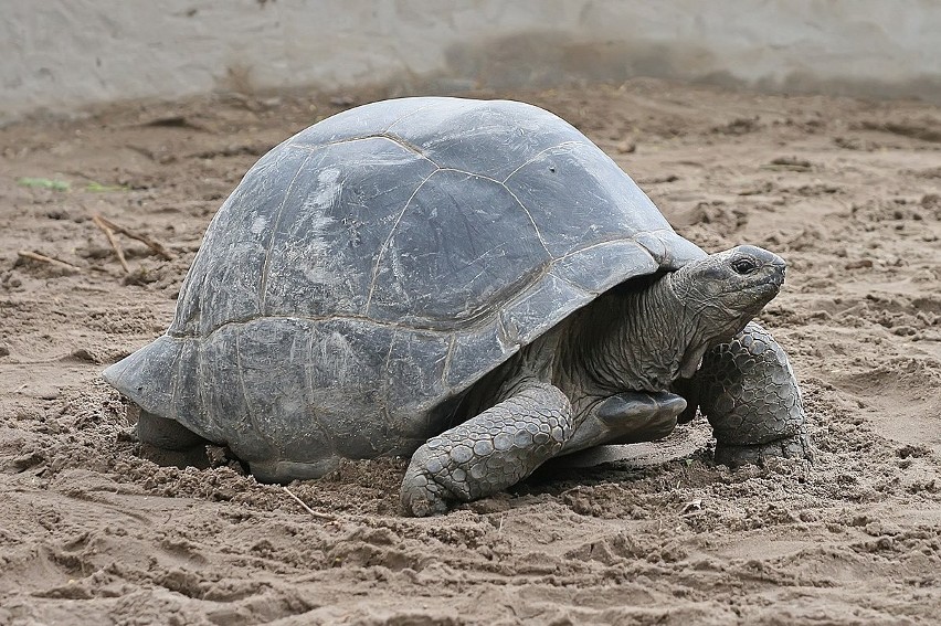 Żółwie olbrzymie zamieszkiwały archipelag Galapagos. Ich...