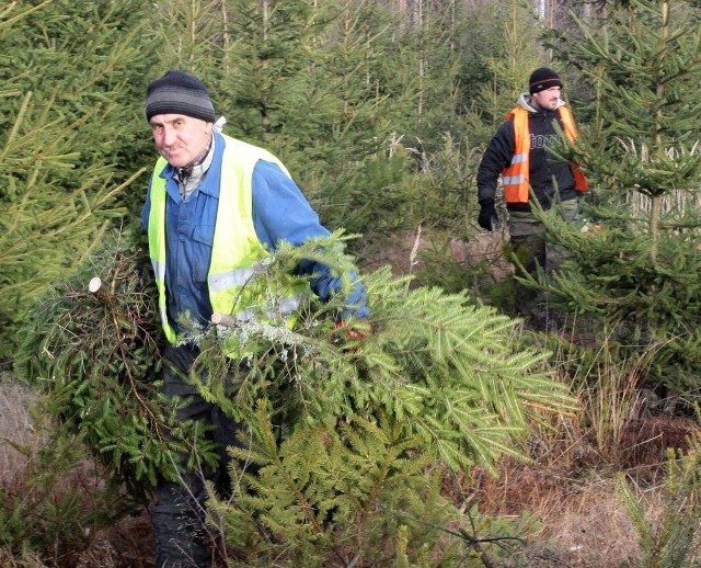 Janusz Wziątek (z prawej) i Karol Rzeszut podczas wycinki wybierali drzewka najładniejsze i najbardziej wyrośnięte. Z plantacji w Przejeździe są one potem przewożone do siedziby Nadleśnictwa Kozienice w Pionkach, gdzie trafiają do sprzedaży.