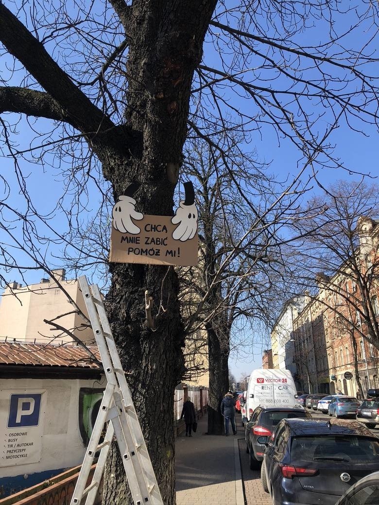 Nielegalna wycinka stuletnich drzew w Katowicach: internet...