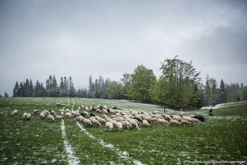 Wiosenne mieszanie owiec, czyli symboliczne wypędzenie stada...