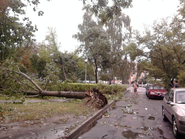 W niedziele zrywało nie tylko gałęzie, wyrywało także drzewa. Na zdjęciu ulica Armii Krajowej.