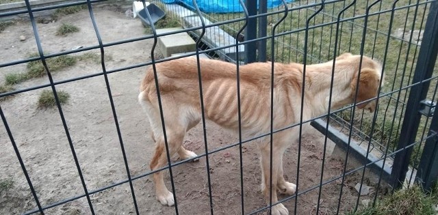 Sąd wymierzył karę grzywny w wysokości 2 tys. zł, nawiązkę w kwocie 1500 zł na rzecz stowarzyszenia Help Animals, przepadek zwierzęcia i pokrycie kosztów sądowych