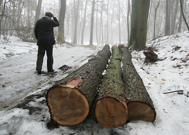 Zakład Usług Komunalnych zapewniał, że wycinka drzew jest jedynym sposobem na uratowanie lasu. Okazało się jednak, że wyrządziła ogromne szkody.