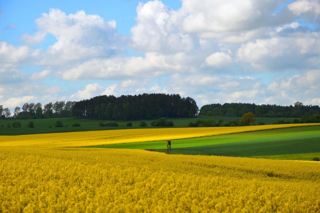 Rzepakowe pola koło Bytowa.