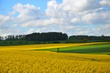 Jak żółciutko. Rzepakowe pola. Urocze miejsce na sesję zdjęciową (ZDJĘCIA)