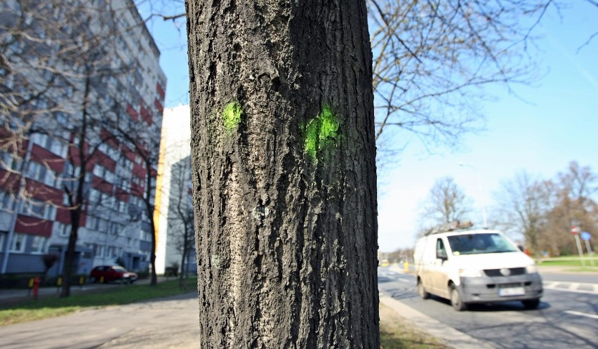 Drzewa w obrębie planowanej linii tramwajowej na Popowicach....