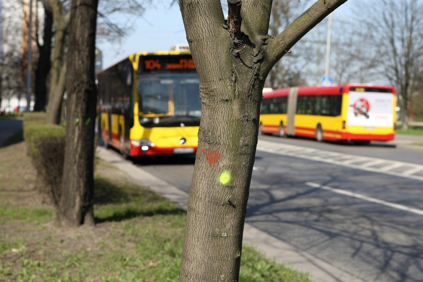 Drzewa w obrębie planowanej linii tramwajowej na Popowicach....