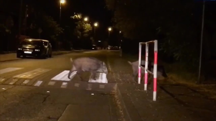 Kraków. Dziki czują się coraz swobodniej w mieście. Tym razem przyłapano niewielkie stado w Łagiewnikach [WIDEO]