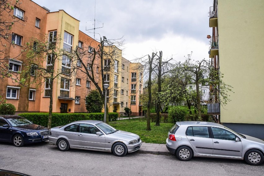 Drzewa na ulicy Chłodnej