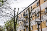 Dlaczego spółdzielnia mieszkaniowa obcina drzewa na ulicy Chłodnej w Bydgoszczy?