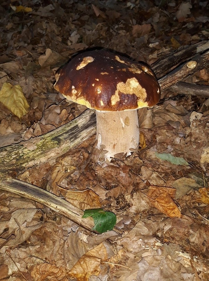 Czy w lasach w województwie kujawsko-pomorskim są już...