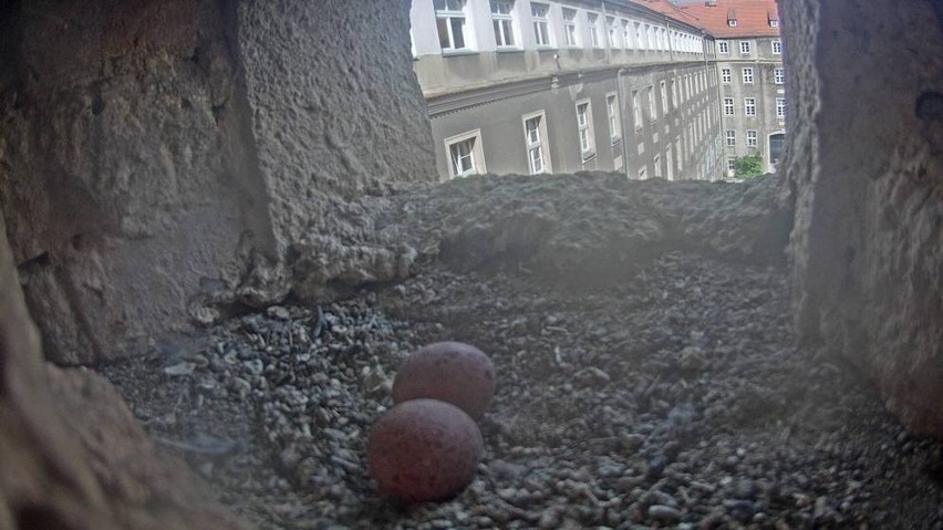 Szczecińskie sokoły wrócił do swojej wnęki. Na razie są dwa jaja, ale w tym roku powinno być ich w sumie pięć [ZDJĘCIA]