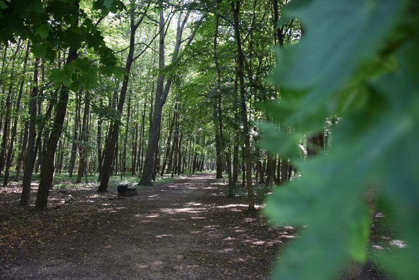 Lasek Aniołowski dzięki swoim naturalnym walorom jest atrakcyjnym celem wycieczek i spacerów częstochowian
