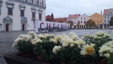 Chełmno - akcja #zkwiataminamiasto w Chełmnie - zdjęcia