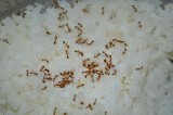 Mrówki w domu - jak skutecznie się pozbyć mrówek? Sprawdź, co oznaczają mrówki w domu