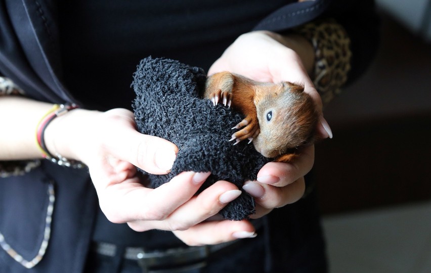 Małe zające i wiewiórki w Dzikiej Ostoi [zdjęcia]