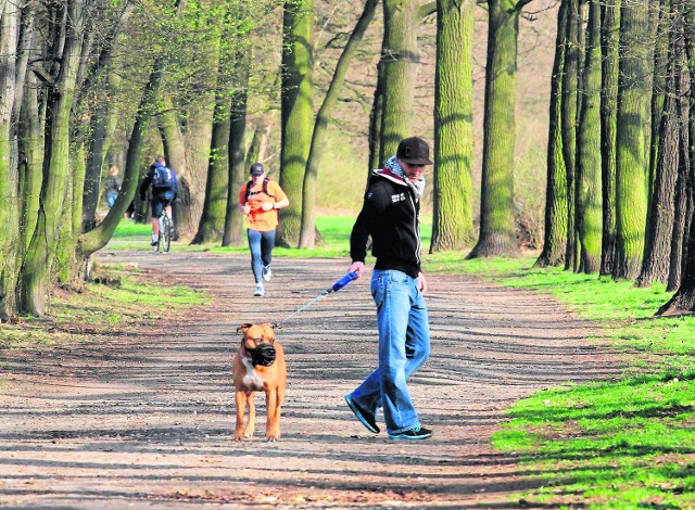 Podczas spacerów z czworonogami nie spuszczajmy ich ze smyczy