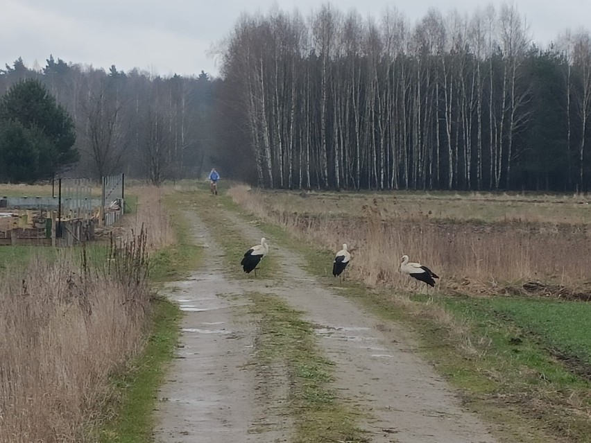 Bociany wróciły na Podlasie na dobre! Zobacz zdjęcia czytelnika