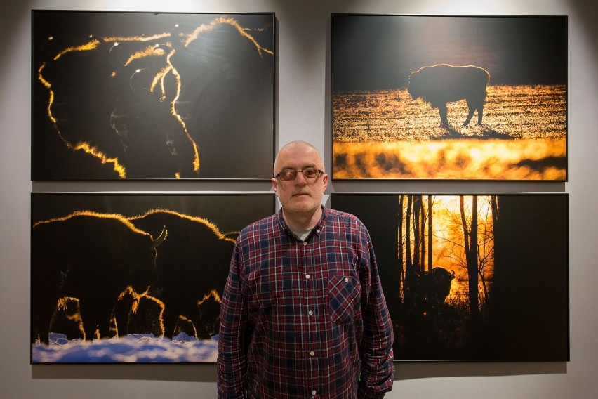 Białostocki fotograf Michał Kość i jego wystawa „Żubry....