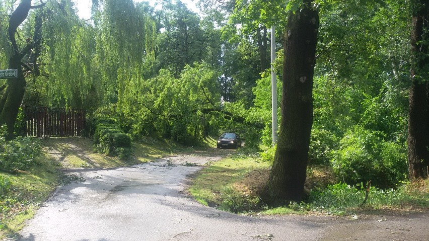 Burza w Bielsku-Białej: Powalone drzewa, zalane drogi [ZDJĘCIA]