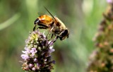 Dają nie tylko miód, znacznie wpływają na produkcję żywności. Dziś Światowy Dzień Pszczół. Jak zadbać o owady zagrożone wyginięciem?