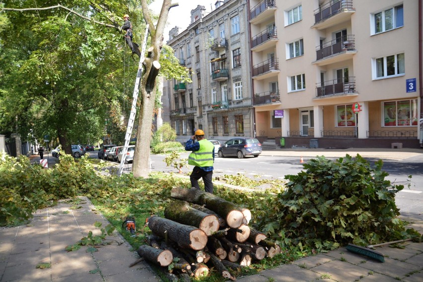 O jedno drzewo przy ul. Ogrodowej w Lublinie mniej (ZDJĘCIA)