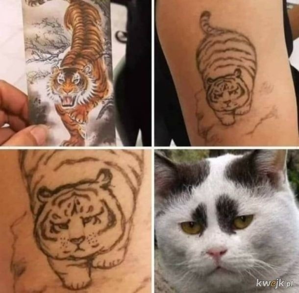 Najśmieszniejsze memy o kotach. Najlepsze w Internecie śmieszne obrazki z kotami w roli głównej
