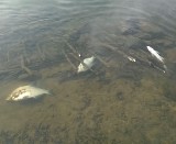 Tysiące martwych ryb w Połańcu. Zabiła je choroba gazowa?