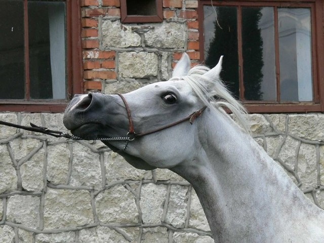 Klacz Emira podczas zakończonego w niedziele w Brugii prestiżowego pokazu zdobyła czempionat Klaczy Starszych.