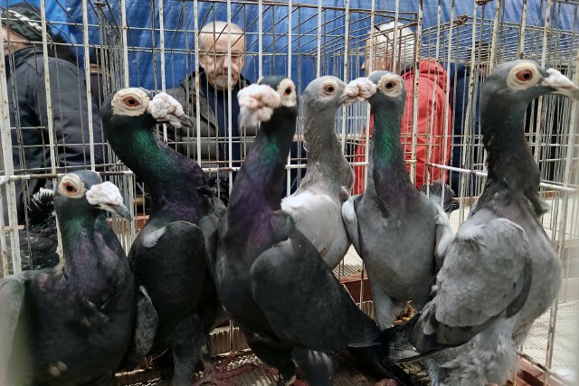 Wystawa gołębi ozdobnych odbyła się w dawnej hali produkcyjnej Warmy w Grudziądzu. Zobacz zdjęcia >>>>>