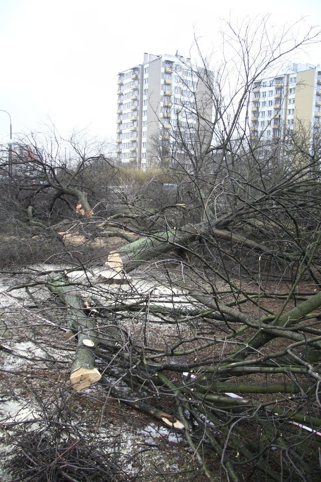 Na Bronowicach pod topór poszło 77 drzew i 196 mkw. krzewów. Mieszkańcy dzielnicy nie kryli oburzenia