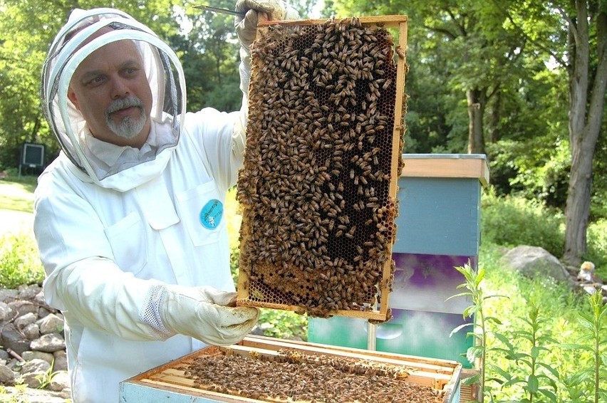 Pszczelarze apelują do Ministerstwa Rolnictwa. Twierdzą, że...