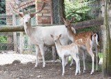 Ale narodziny! Nowi mieszkańcy Mini Zoo w Mostkach. Na świat zawitały kózki, daniel, ogier i owieczki