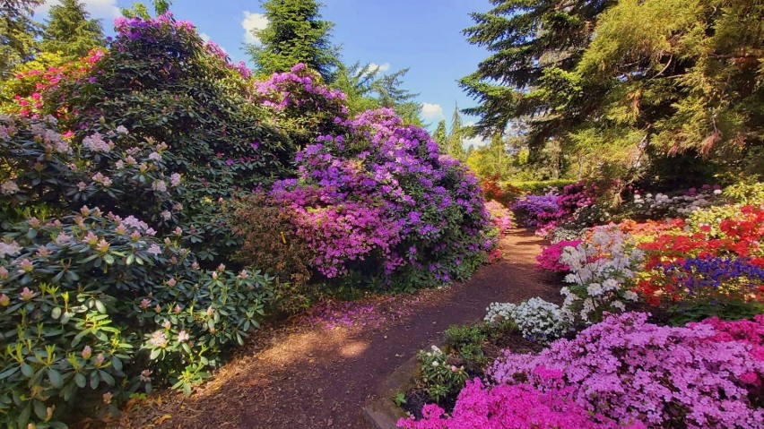 W kórnickim Arboretum można oglądać 3 tys. roślin,...