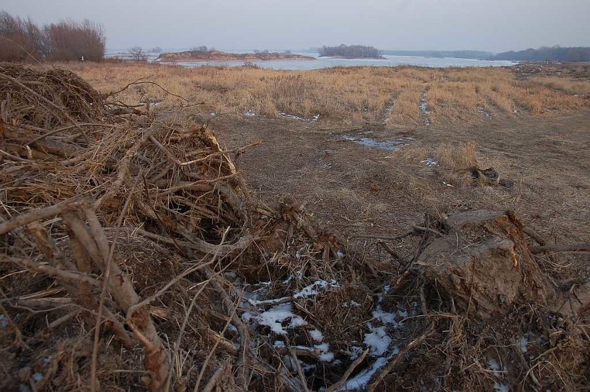 Karczowanie drzew i krzewów nad Zalewem Mietkowskim