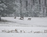 Wilki podczas uczty w leśnictwie Podrąbiona w powiecie kościerskim. Leśnik zrobił zdjęcia wilkom tuż po polowaniu